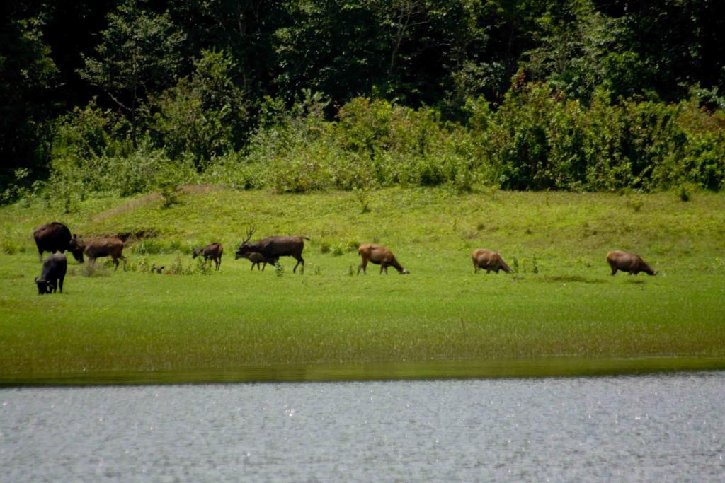 Dean Dale Cottages Thekkady Exteriér fotografie