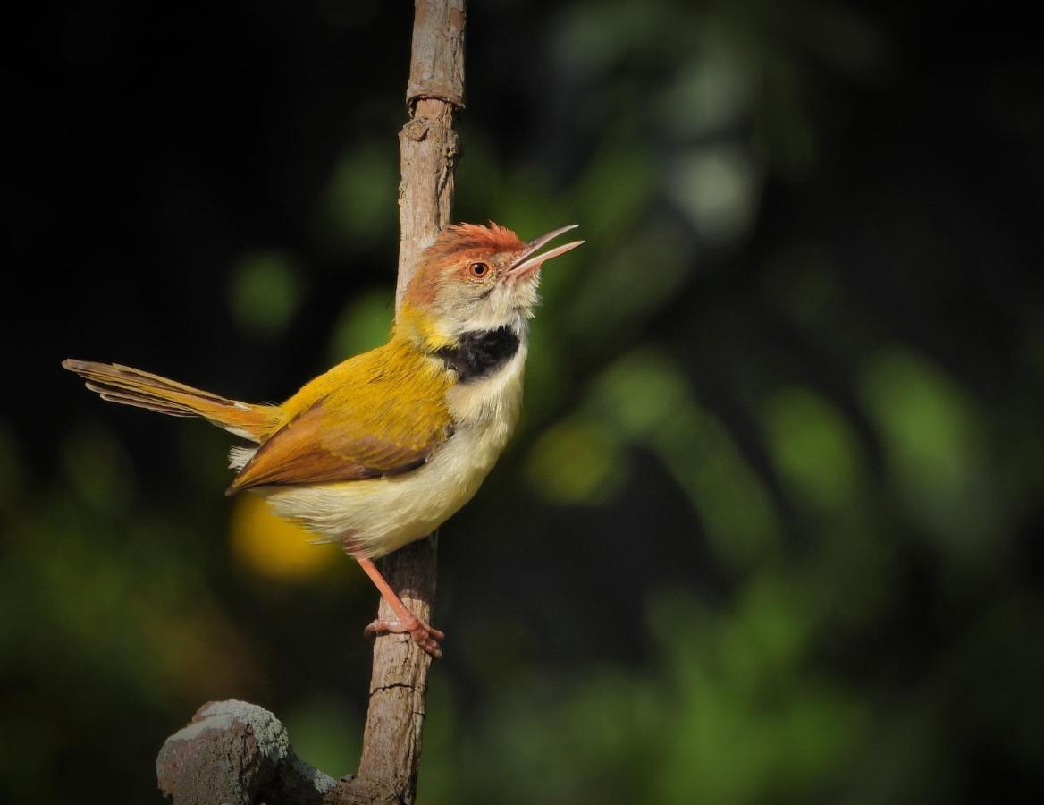Dean Dale Cottages Thekkady Exteriér fotografie