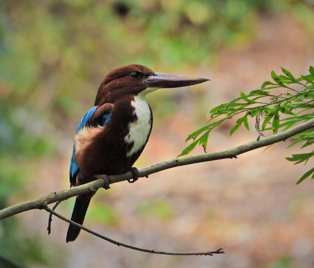 Dean Dale Cottages Thekkady Exteriér fotografie